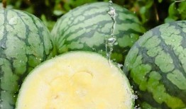 吃瓜是什么意思 国内吃瓜爆料黑料,吃瓜文化下的爆料黑料现象