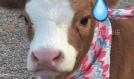 吃瓜搞笑视频 吃瓜抖音,笑料横生，瓜田笑果连连